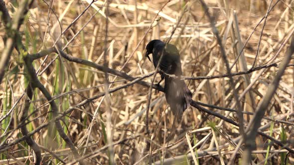Common Raven Perching On Twigs With Food On Its Beak During Summer. - Closeup alt