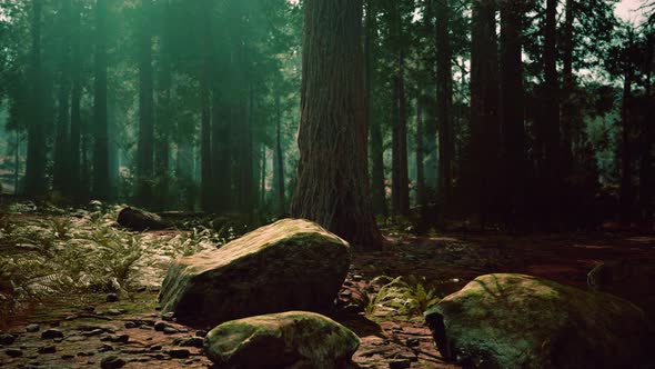 Old Forest Mariposa Grove in Yosemite National Park of California alt