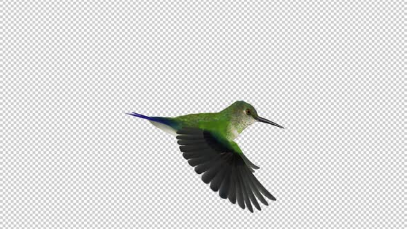 Sunangel Hummingbird - Flying Loop - Side View CU - Alpha Channel