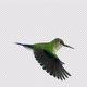 Sunangel Hummingbird - Flying Loop - Side View CU - Alpha Channel - VideoHive Item for Sale