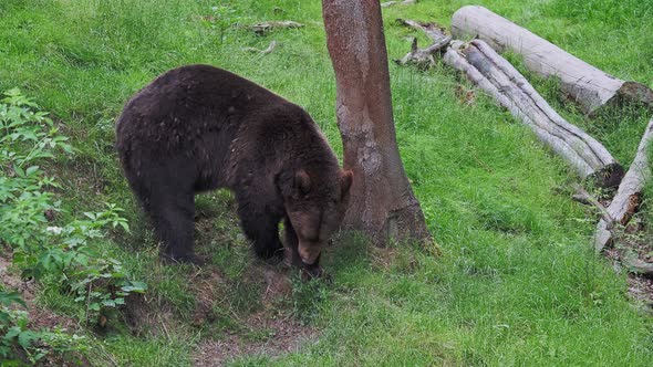 Brown bear (Ursus arctos) in the forest