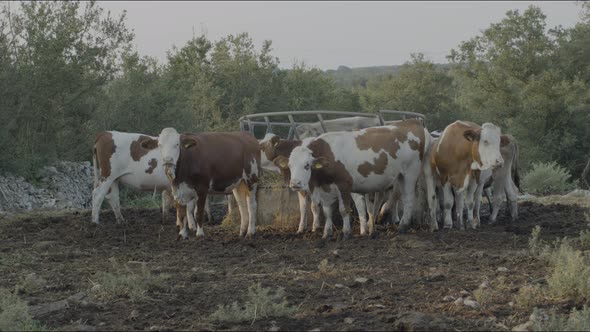 free grazing cows and breeding in the Italian plain in Puglia alt