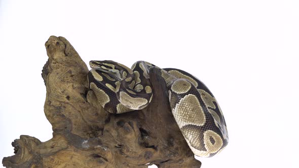 Royal Python or Python Regius on Wooden Snag in Studio Against a White Background. alt