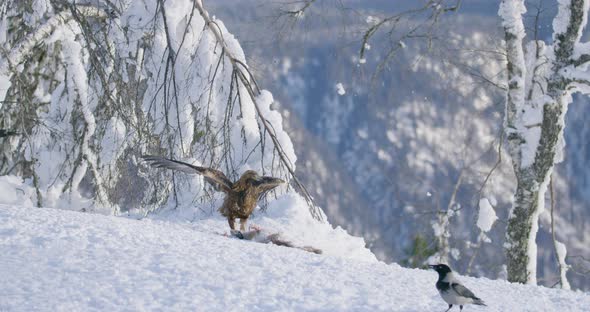 Large Golden Eagle See Danger and Fly Away From Prey at Mountain at the Winter