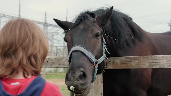 Brown Horse in a Stable in a Stallion's Horse Farm The Boy Feeds a Horse with Carrots alt