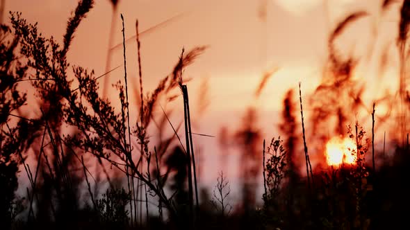Reeds and Sunset Sky