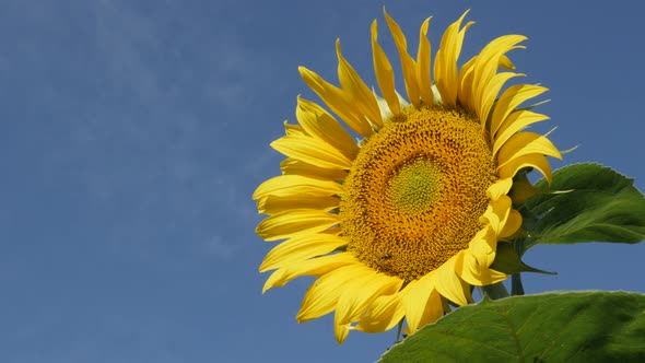 Yellow color of sunflower Helianthus annuus plant  and blue sky  4K video alt