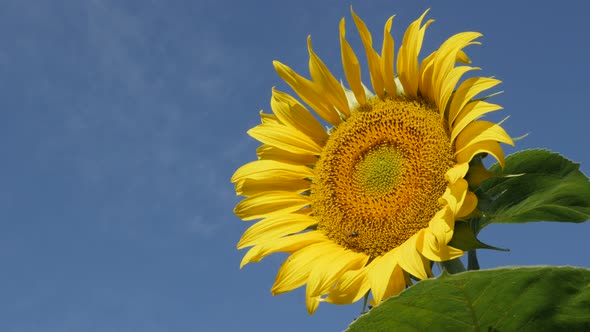 Yellow color of sunflower Helianthus annuus plant  and blue sky  4K video