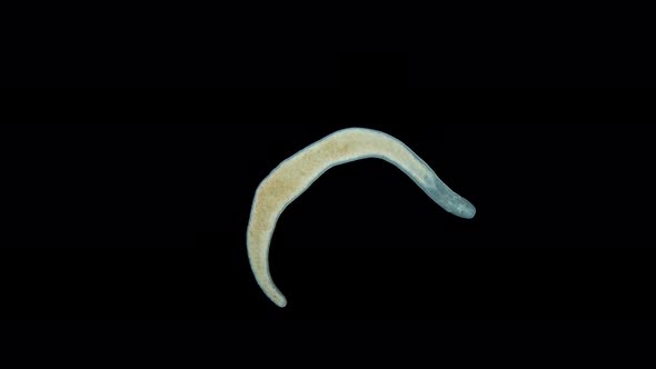 Nemertea Worm Under a Microscope Family Tetrastemmatidae Genus Tetrastemma Sp alt