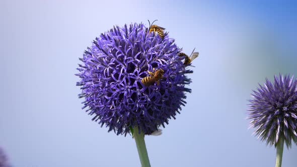 Insect Bee On Purple Flower  alt