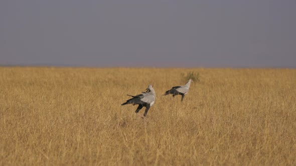 Secretarybirds in Masai Mara alt