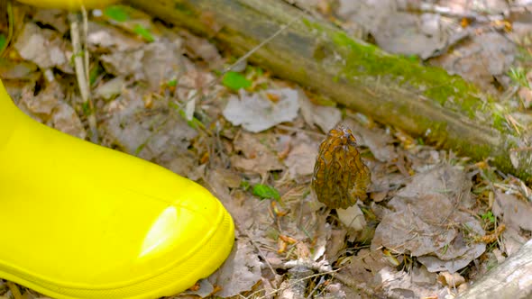 Morchella conica in the spring forest alt