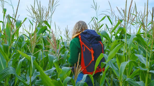 A Woman with a Backpack Wades Through a Cornfield alt