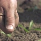 Farmer Examining Soild Dirt In Hand - VideoHive Item for Sale