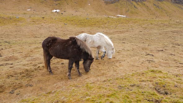Icelandic Horses Eating Grass In Winter