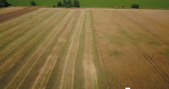 Flying Over A Field With A Combine Harvester That Collects Wheat