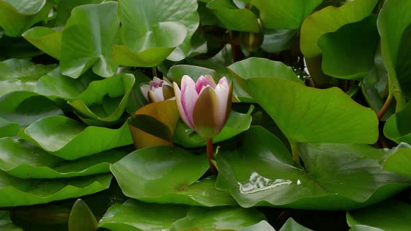 4K Time lapse lotus opening. The water lily blooming in the pond is surrounded by leaves.