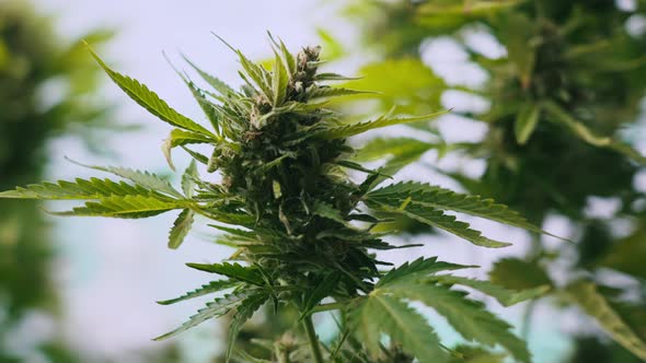 Decriminalization of Weed Concept alt