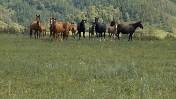 Herd of Horses Against Backdrop of Mountains Standing Looking at the Camera