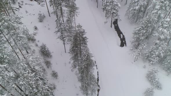 Winter Snow Pine Forest High Above Aerial Drone Shot. Camera Rising Revealing Ski Slopes.