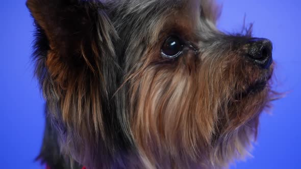 The Muzzle of a Yorkshire Terrier on a Blue Gradient Background in the Studio in Profile Close Up alt