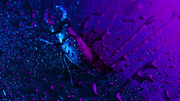 Horned Beetle Deer on Violet Wet Neon Surface with Rain Drops alt