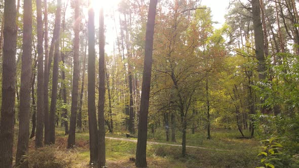 Autumn Forest with Trees By Day alt