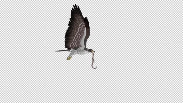 Snake Eagle with Serpent - Flying Loop - Side View