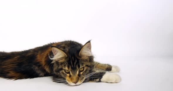 Brown Tortie Blotched Tabby and White Maine Coon Domestic Cat, Female laying , Normandy in France, alt