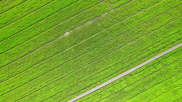 Aerial view of agriculture in rice fields for cultivation. Natural texture alt