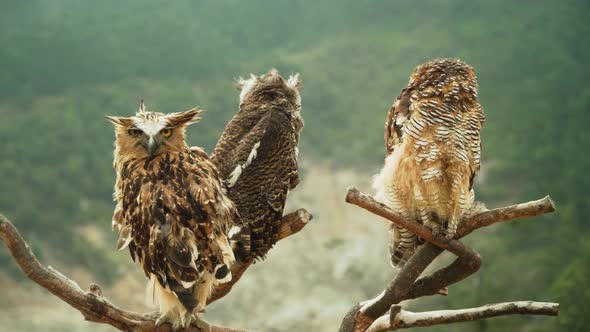 Owls on the Branch alt