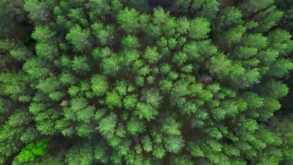 View of the forest from helicopters alt