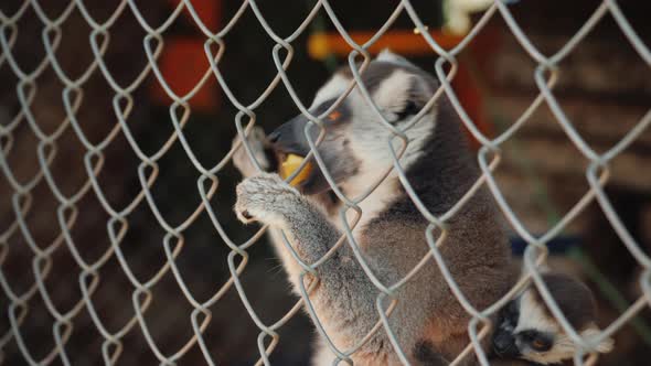 A Female Lemur with a Cub on Its Back Takes a Treat Through the Net alt