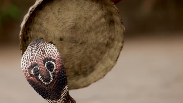 Indian Spectacled Cobra Snake Venomous with Its Hood  Lat alt