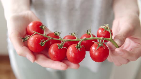 Branch with Lots of Fresh Cherry Tomatoes in the Hands of a Woman Closeup View