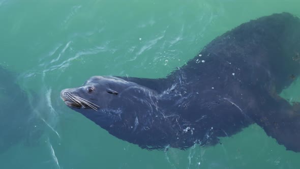 Wild Seal or Sea Lion Swimming Ocean Water Big Alpha Male