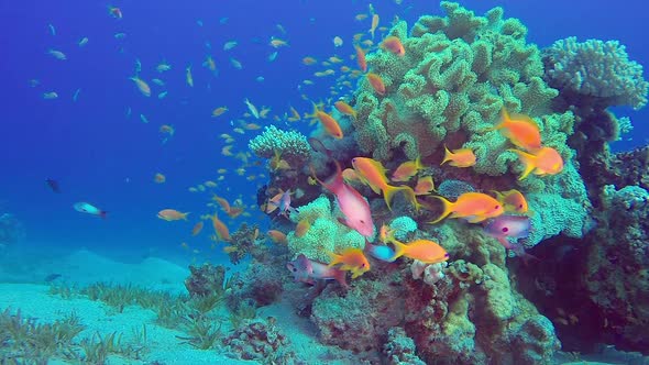 Underwater Colorful View, Stock Footage | VideoHive