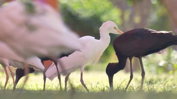 White Cattle Egret Wild Bird Also Known As Bubulcus Ibis Walking on Green Lawn in Summer alt