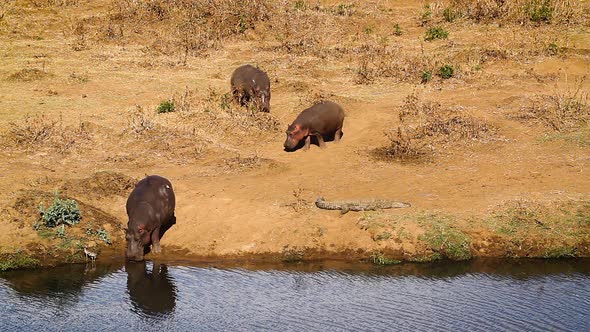 Hippopotamus in Kruger National park, South Africa alt