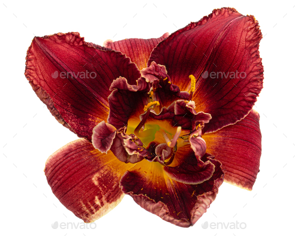 Dark burgundy flower of day-lily, isolated on white background