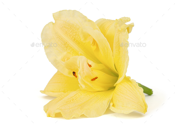 Yellow flower of day-lily, lily flower, isolated on white background