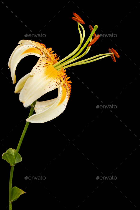 Yellow-orange lily flower, isolated on black background