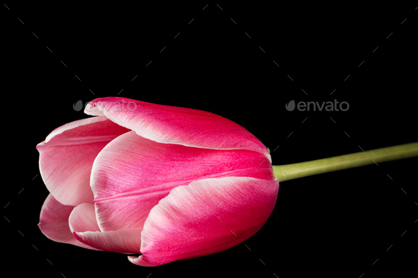Flower of tulip with petal red with transition to white color, closeup, isolated on black background - Stock Photo - Images
