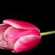 Flower of tulip with petal red with transition to white color, closeup, isolated on black background - PhotoDune Item for Sale