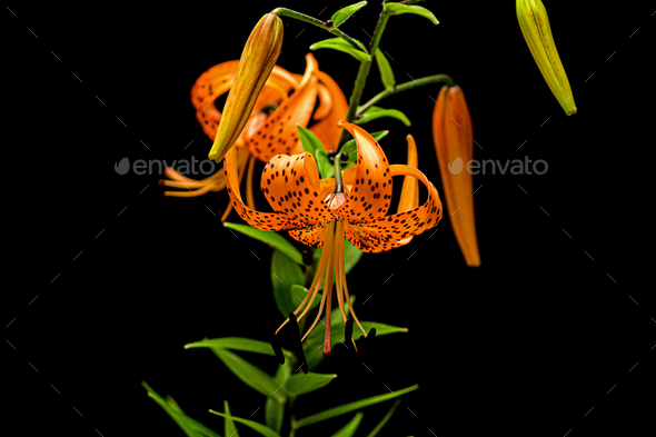 Blooming flower of orange lily, isolated on black background