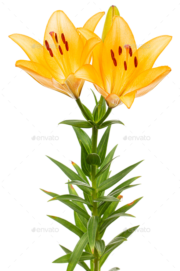 Orange flower of asian lily, isolated on white background