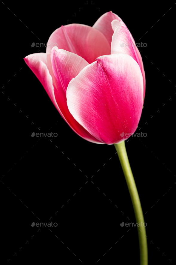 Flower of tulip with petal red with transition to white color, isolated on black background