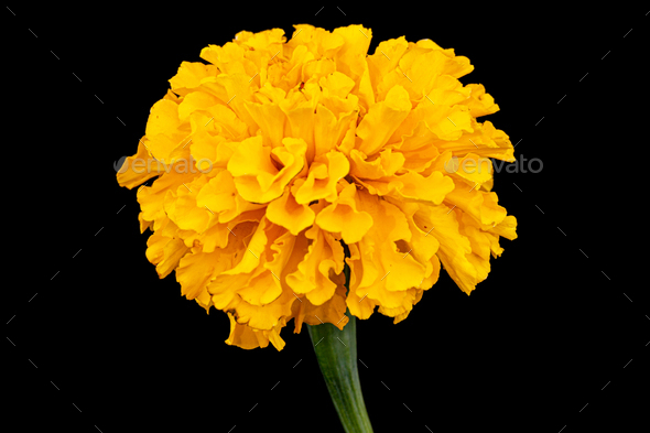 Marigold flowers (lat. Tagetes), isolated on black background Stock Photo  by kostiuchenko