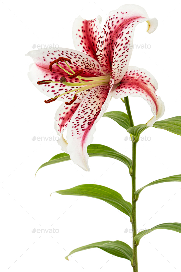 Big beautiful flower of asian tiger lily, , isolated on white