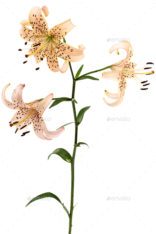 Flowers of asian lily, isolated on white background - Stock Photo - Images